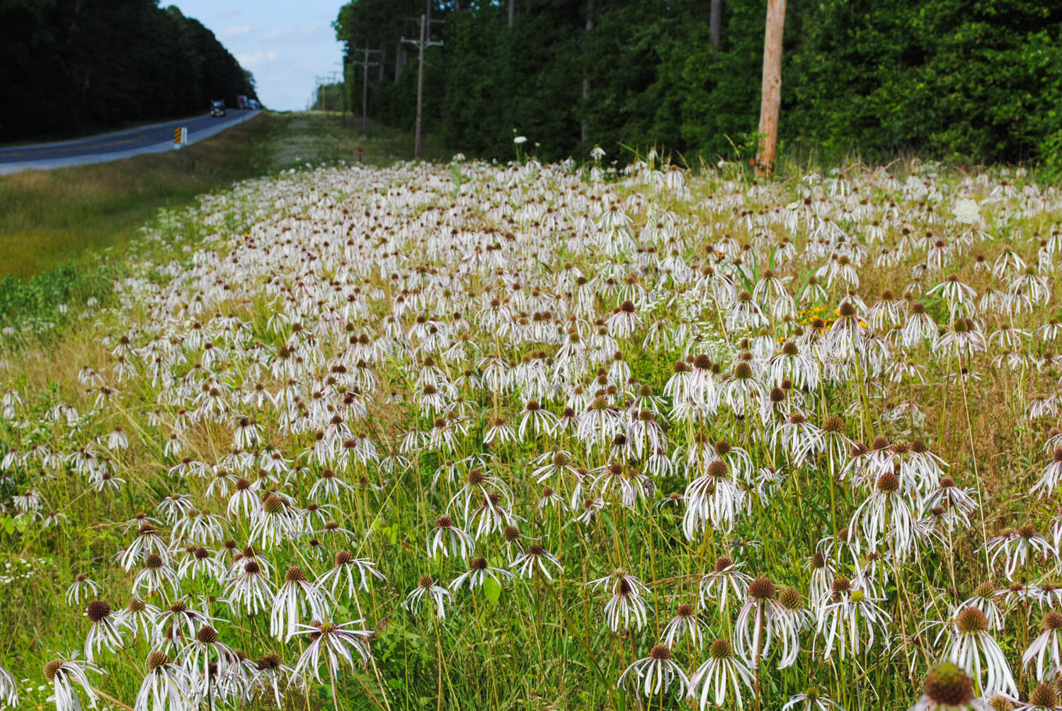 Echinacea pallida.jpg
